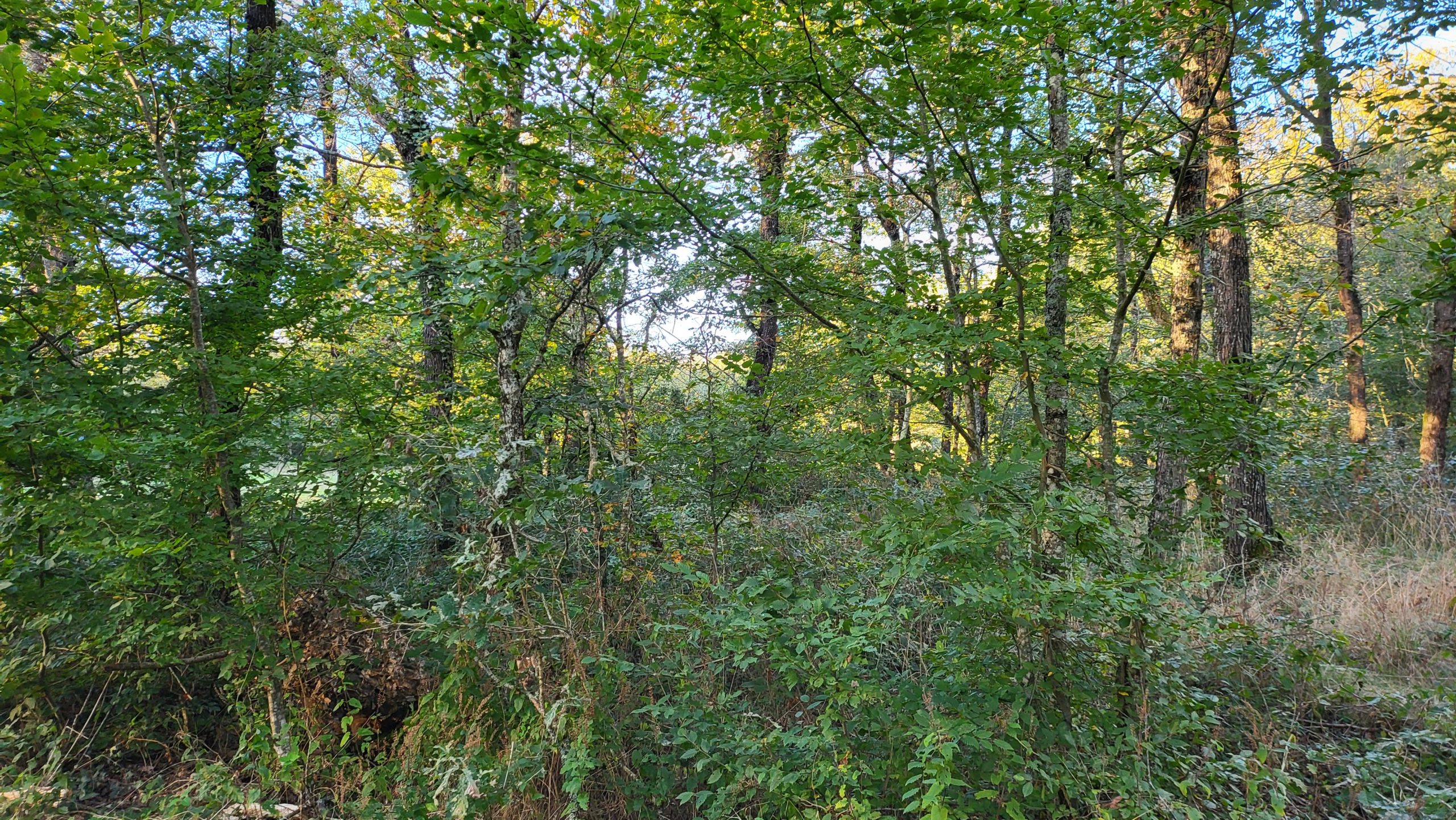 Ghillie suit Wikipedia
